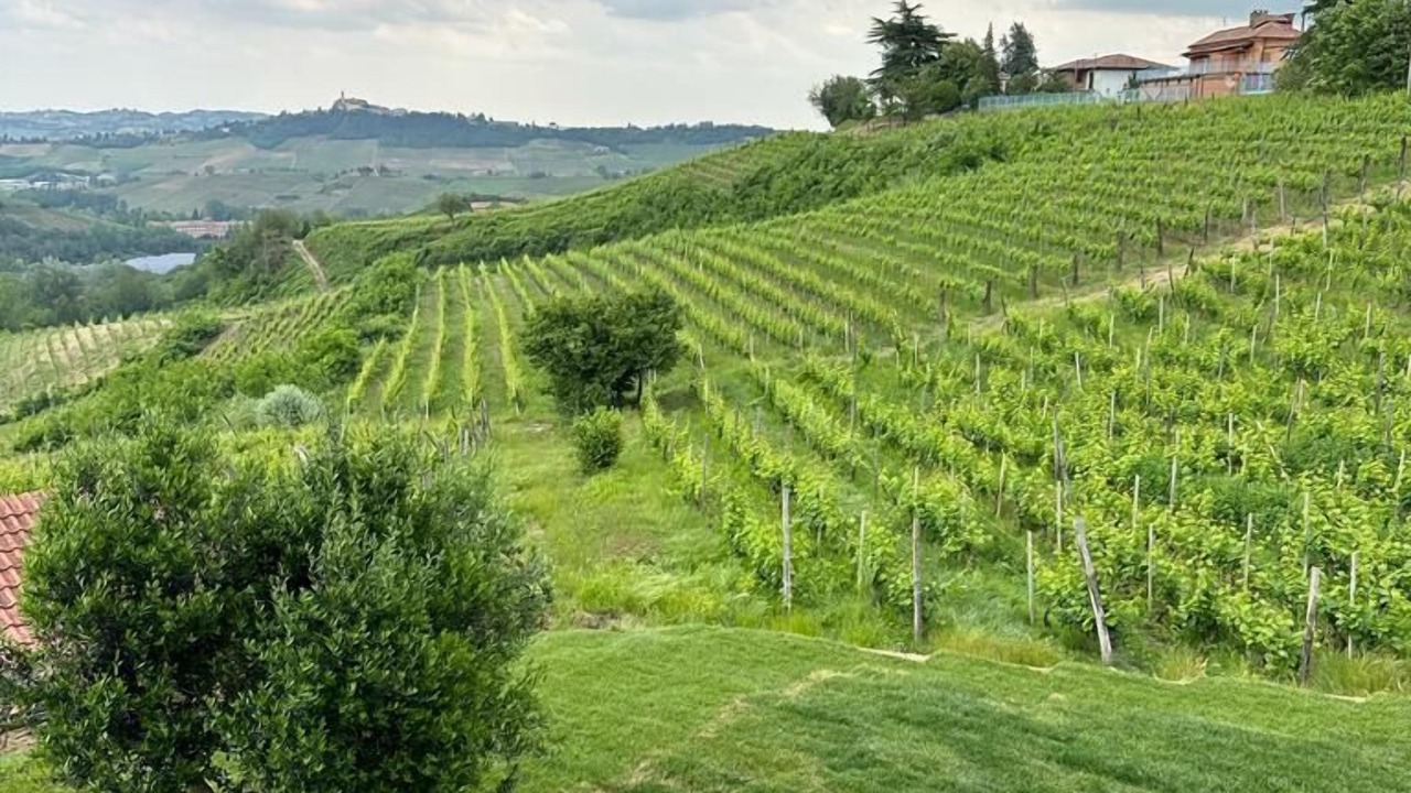 Photo of Others in Canelli