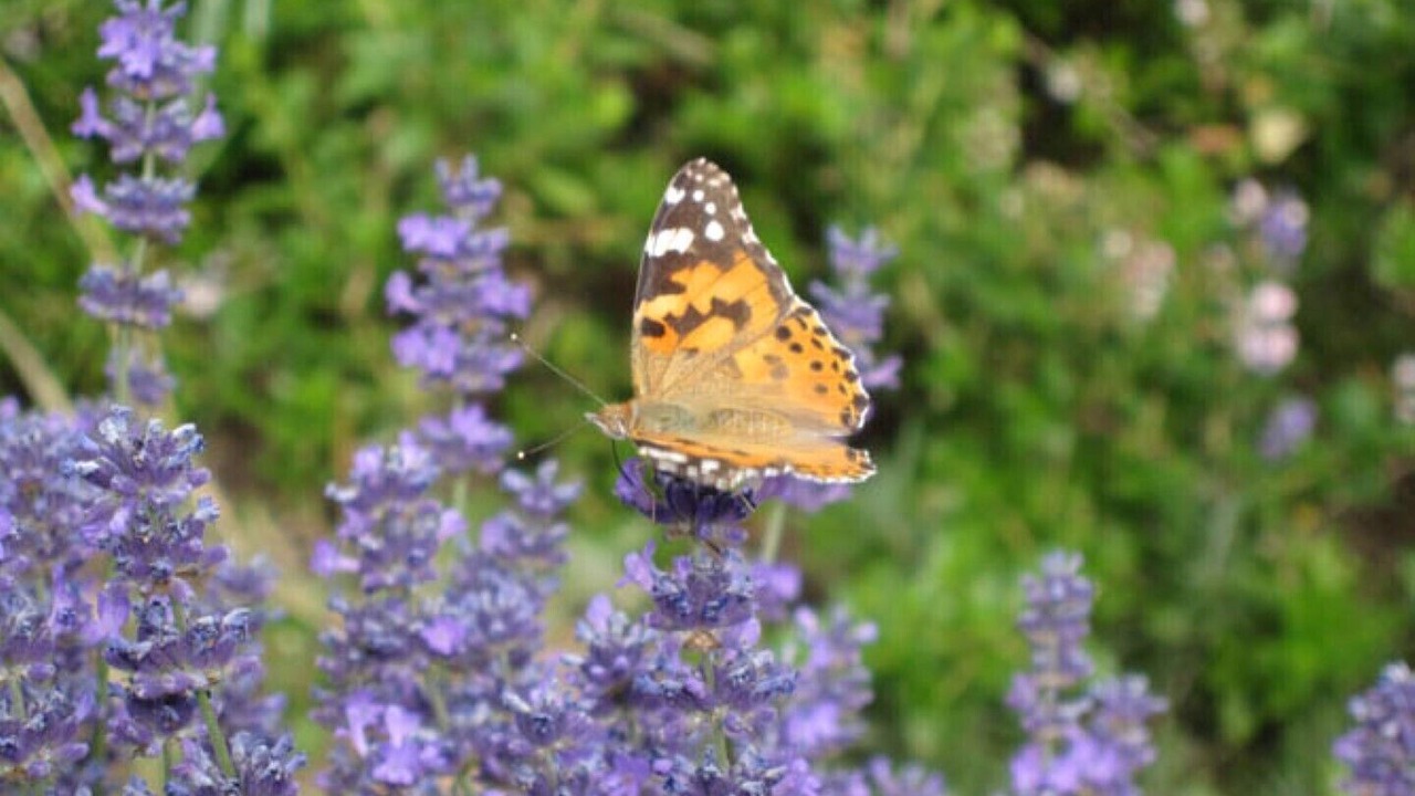 Photo of Outdoor in Camerino