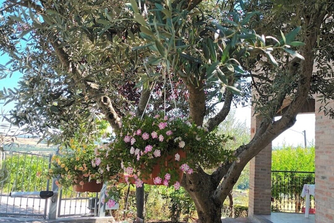 Photo of Outdoor in Mondavio