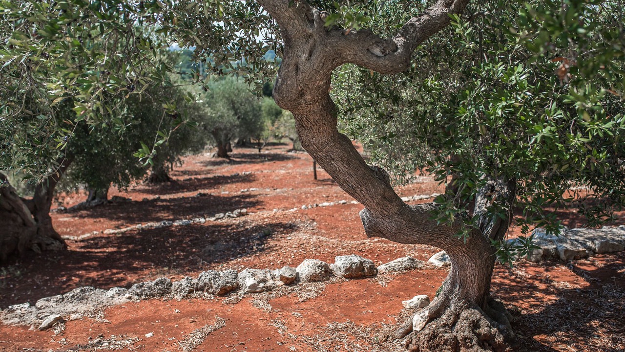 Photo of Outdoor in Cisternino