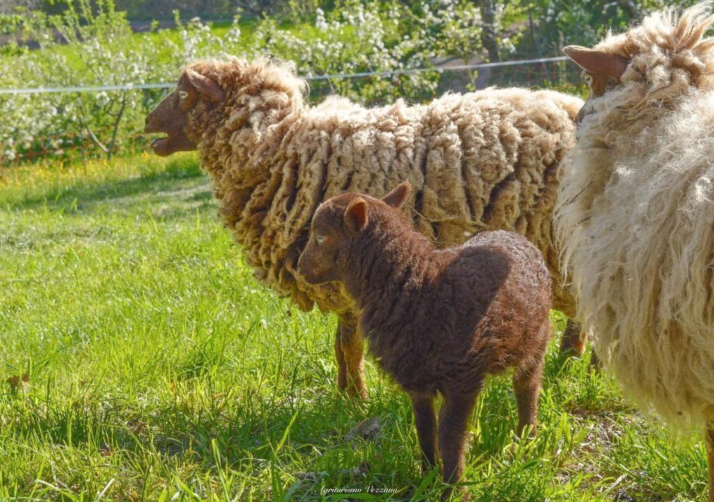 Photo of Others in Chiusi della Verna