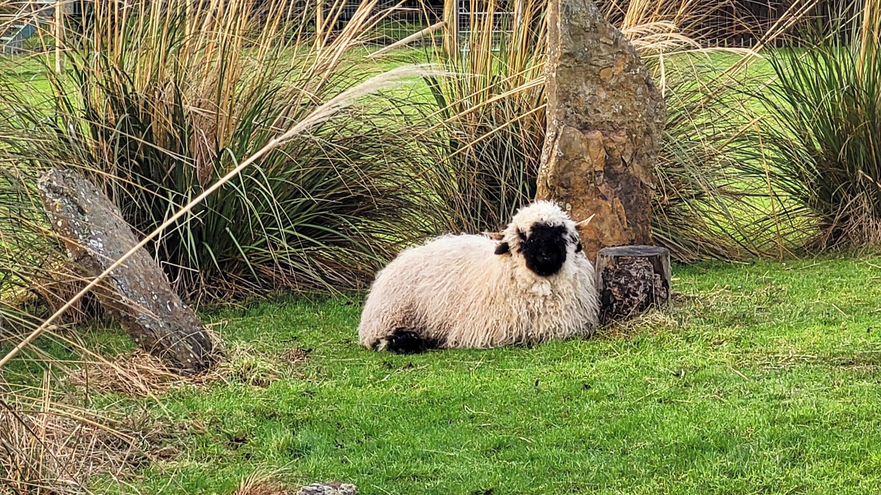 Photo of Others in North Watten