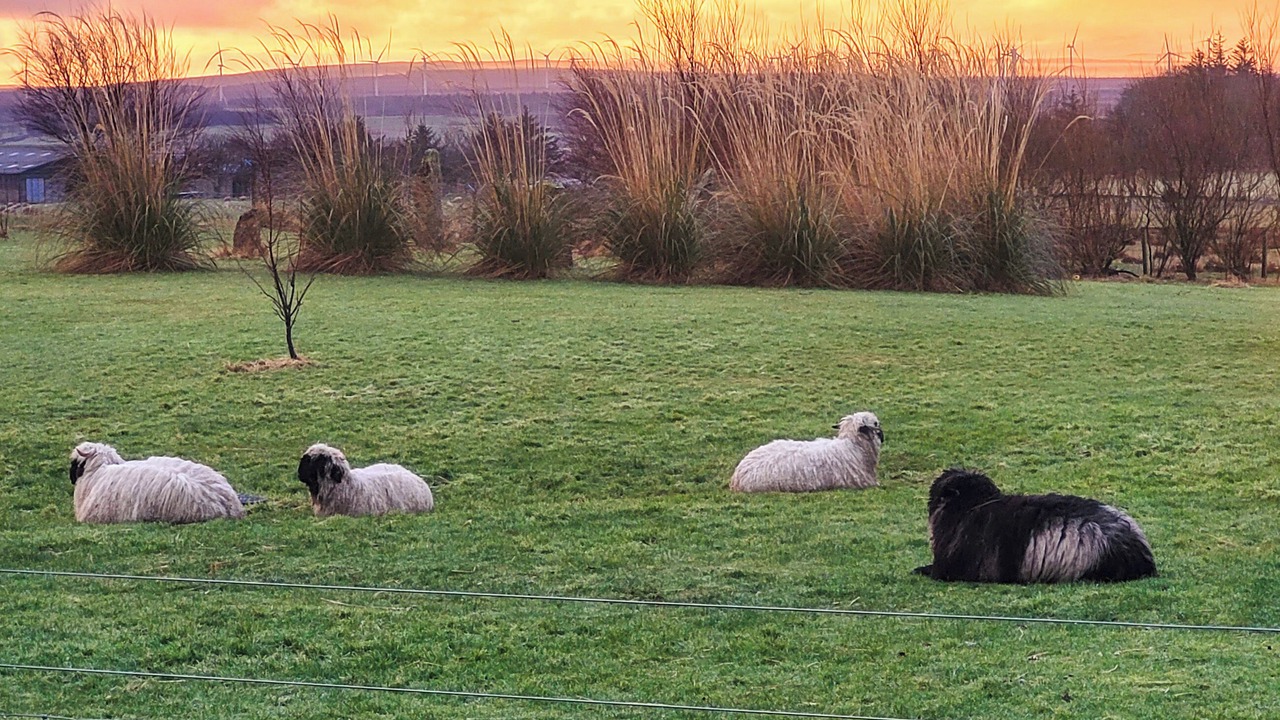 Photo of Others in North Watten