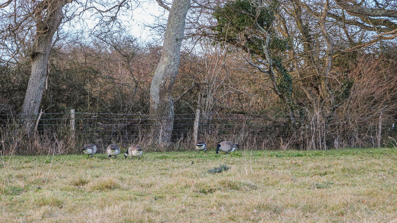 Photo of Others in Hadlow Down