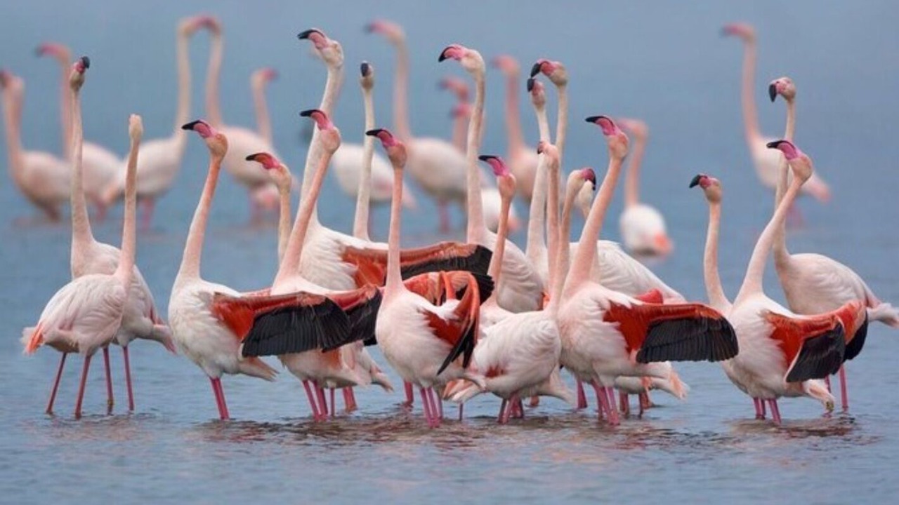 Photo of Others in Province of Cagliari