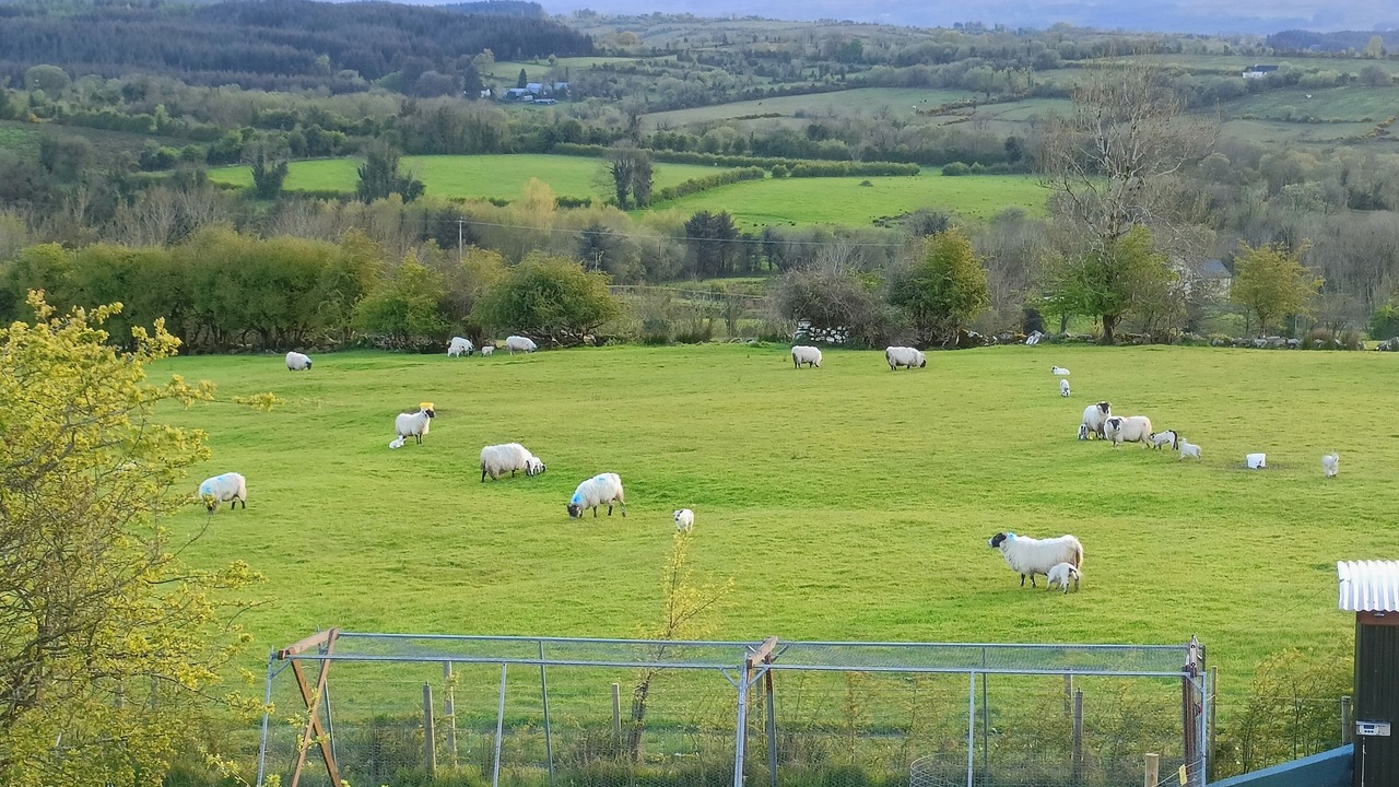Photo of Others in Enniskillen
