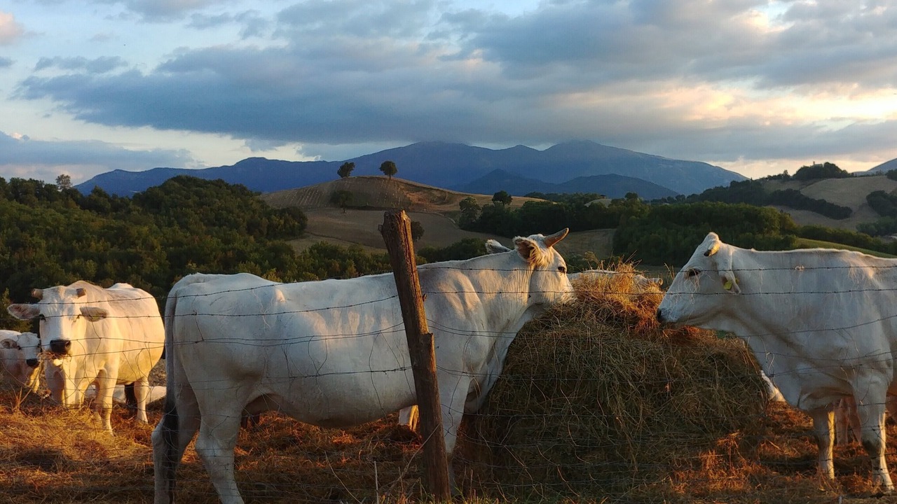 Photo of Others in Fermignano