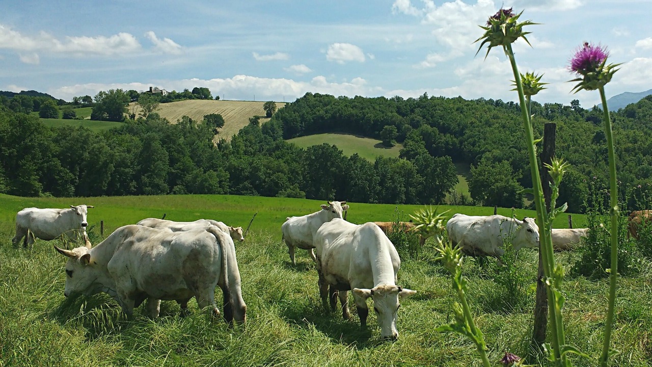Photo of Others in Fermignano