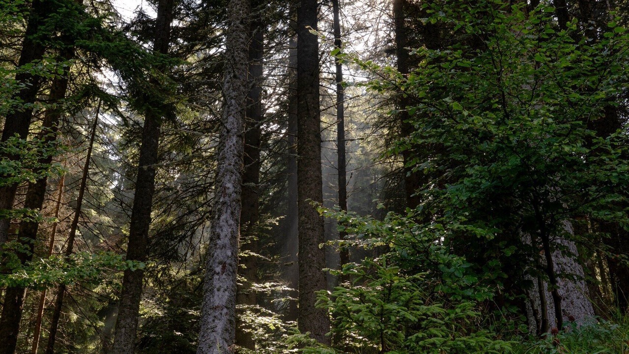 Photo of Others in Kopaonik