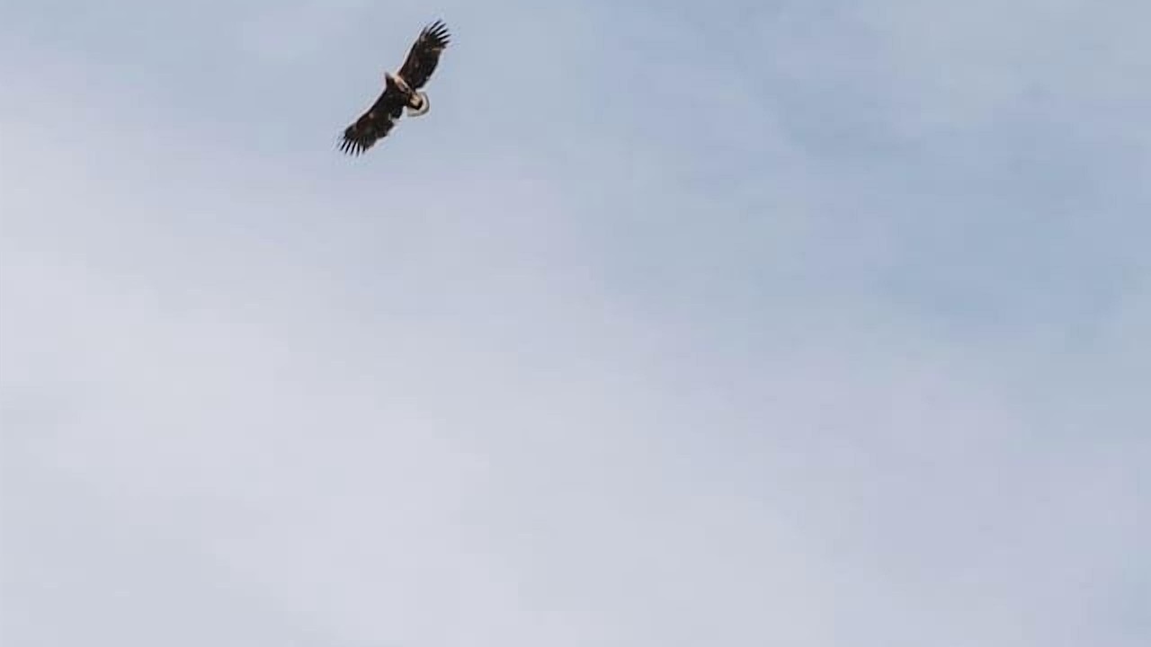 Photo of Others in Isle of Mull