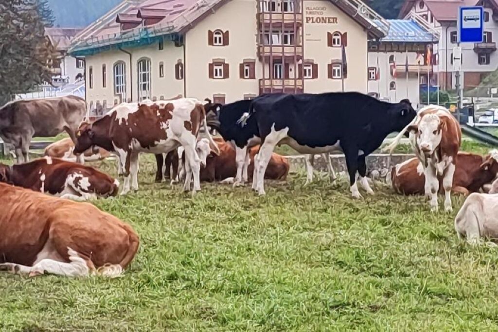 Photo of Others in Carbonin