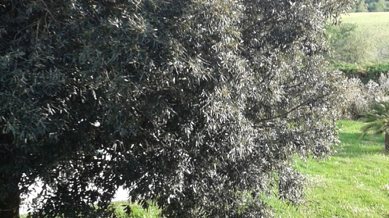 Photo of Outdoor in Chianciano Terme