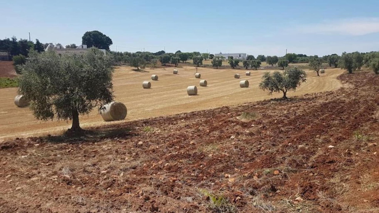 Photo of Others in Cisternino