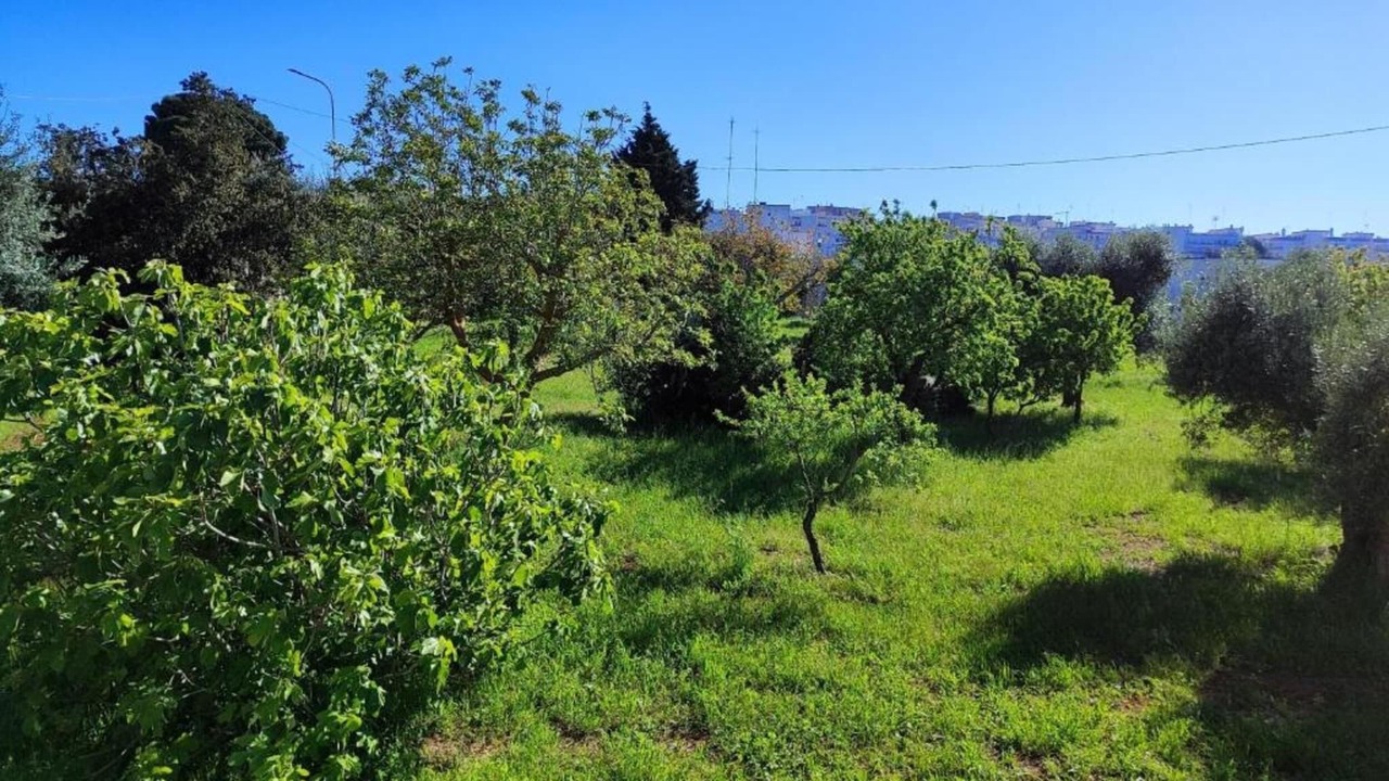 Photo of Others in Cisternino
