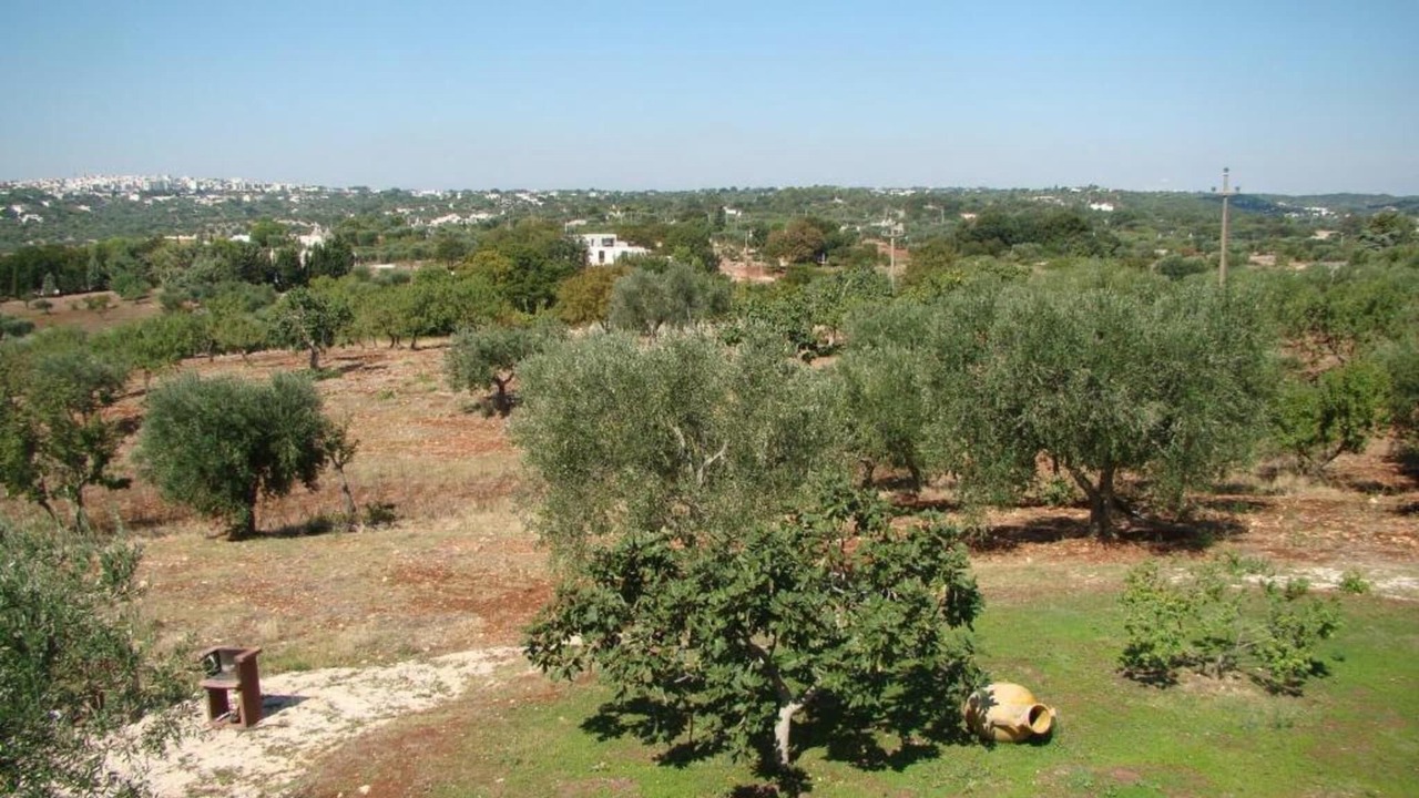 Photo of Others in Cisternino