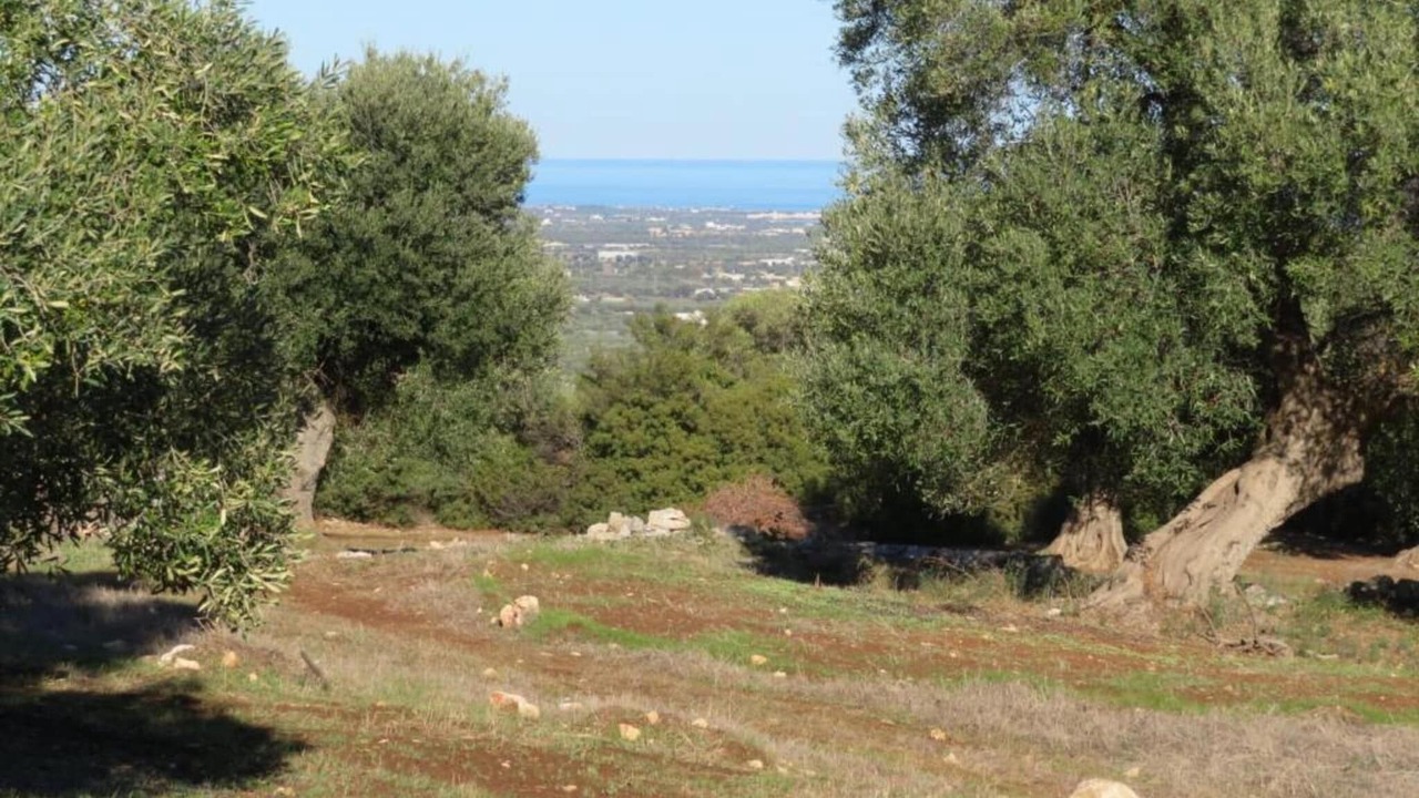 Photo of Others in Cisternino