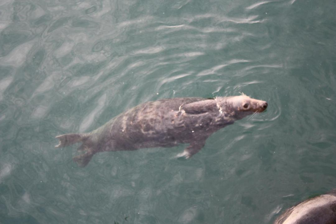 Photo of Others in Ardglass