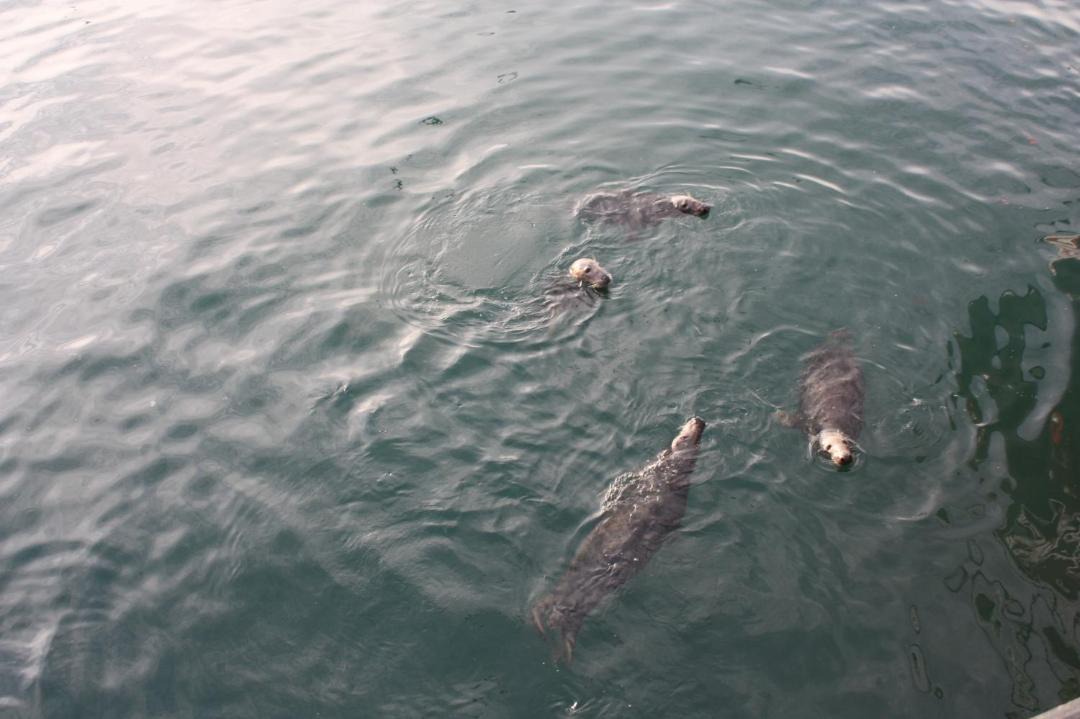 Photo of Others in Ardglass