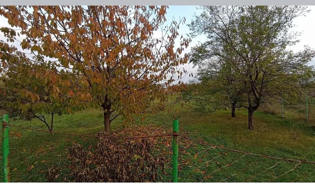 Photo of Others in Vojvodina