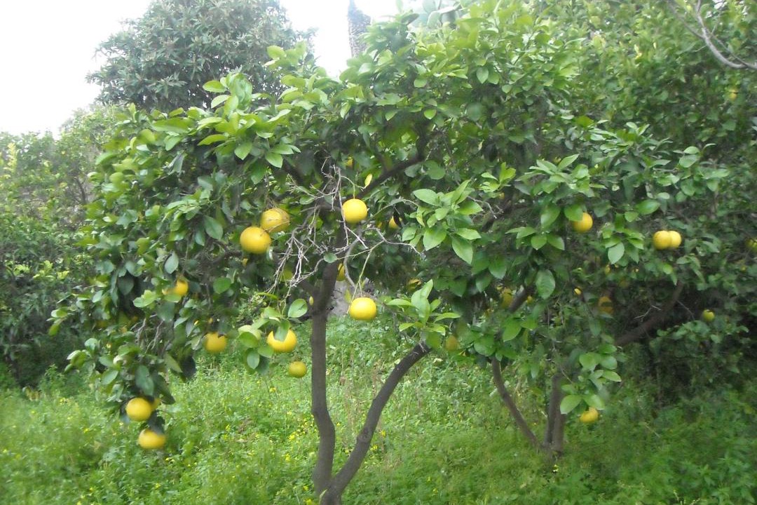 Photo of Outdoor in Acireale