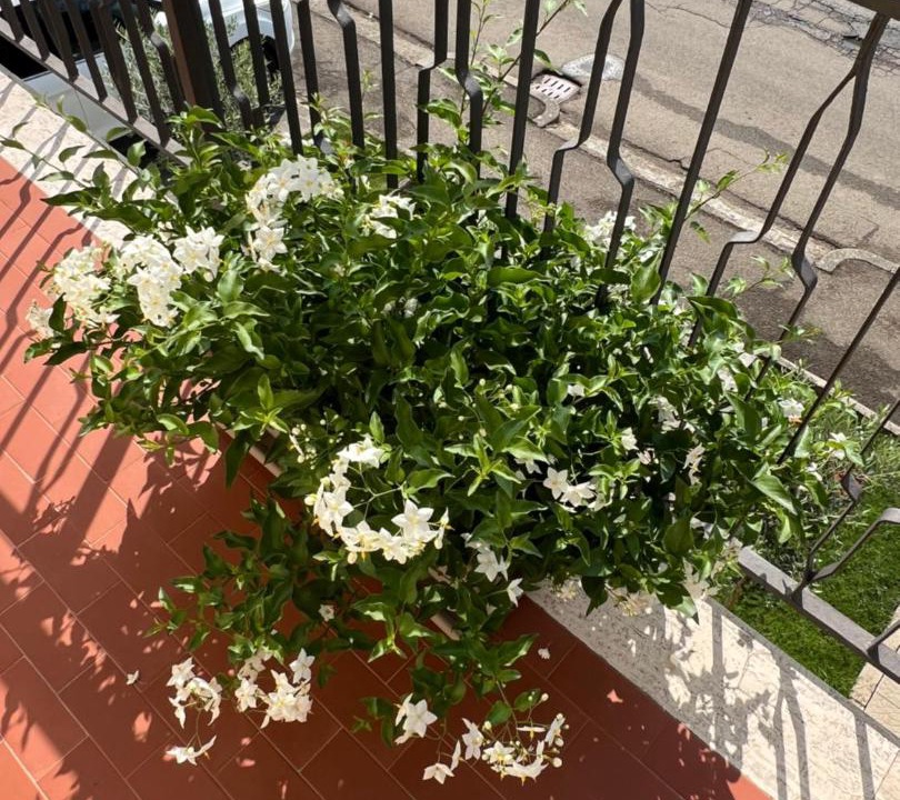 Photo of Patio Balcony in Soci