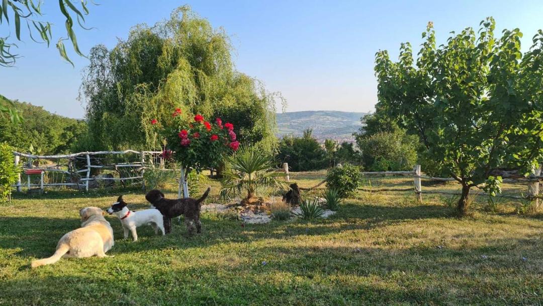 Photo of Others in Mladenovac