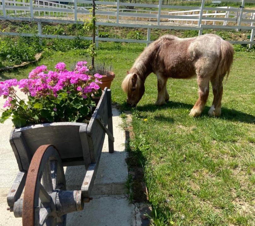 Photo of Others in Vignale Monferrato