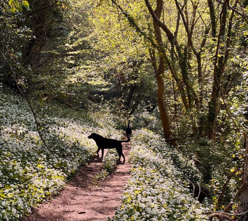 Photo of Others in Combe Hay