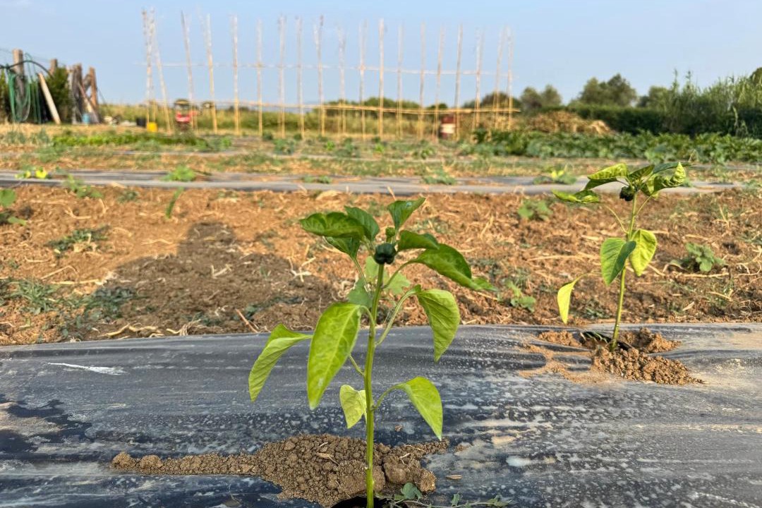 Photo of Outdoor in Tarquinia