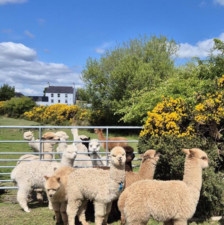 Photo of Others in Dromore