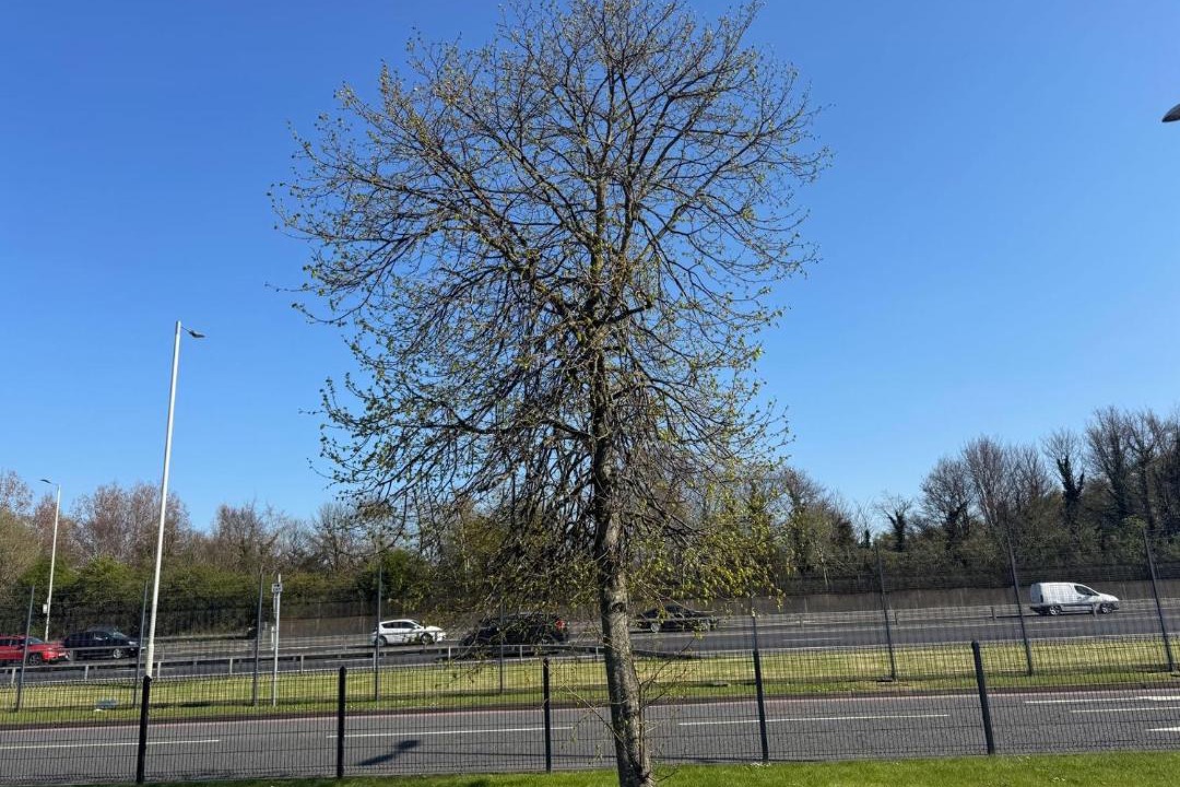 Photo of Outdoor in Belfast