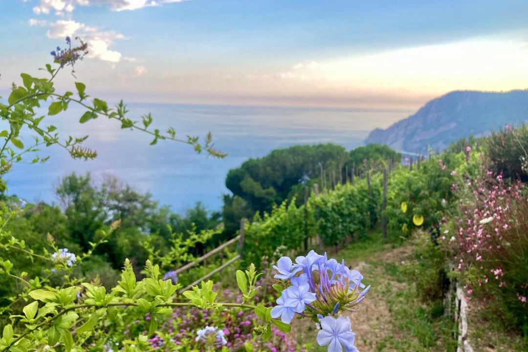 Photo of Others in Monterosso al Mare