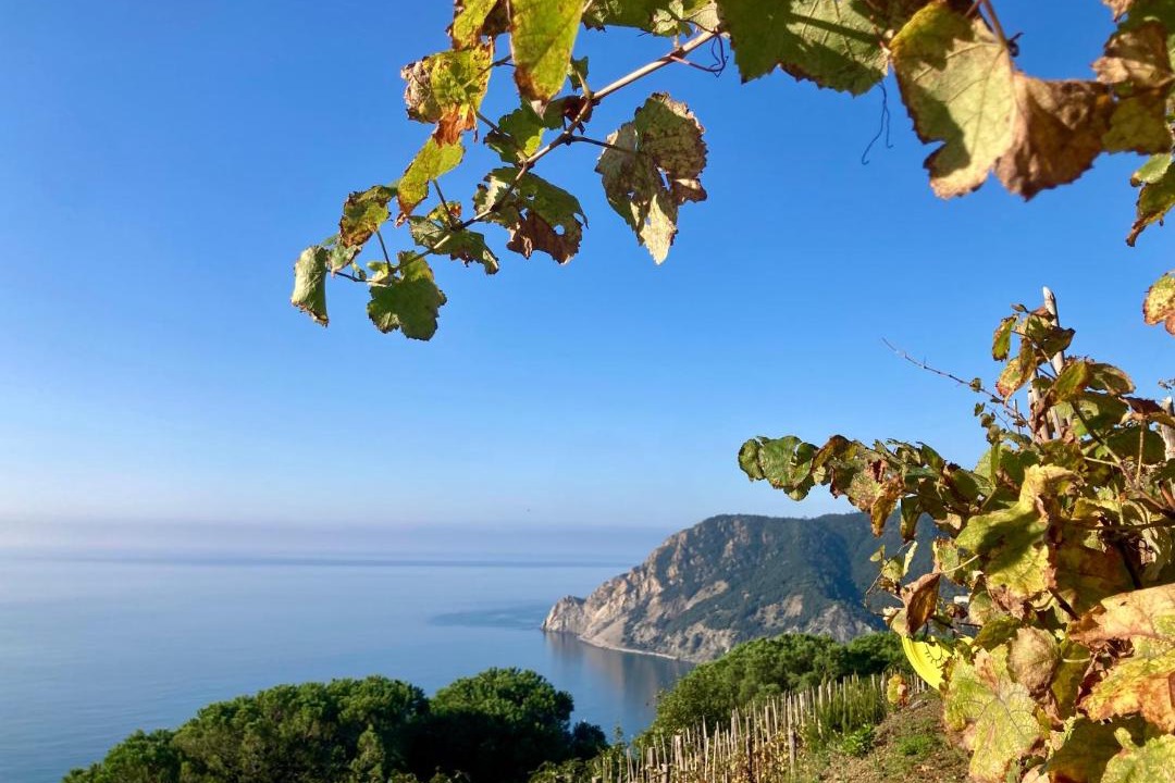 Photo of Others in Monterosso al Mare