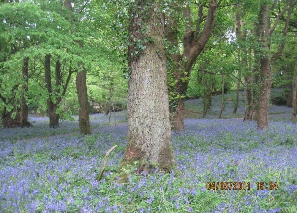 Photo of Others in Rhydwyn