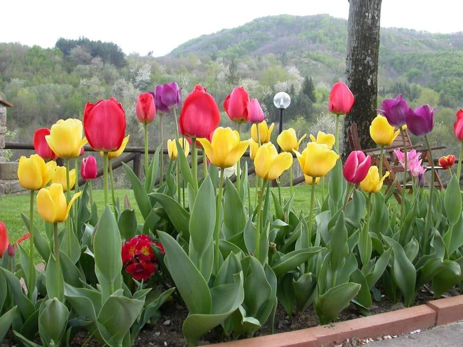 Photo of Others in Saturnana