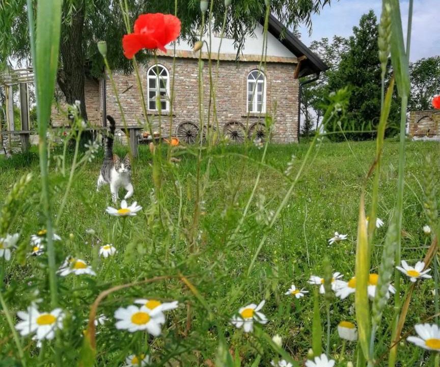 Photo of Others in Novi Sad