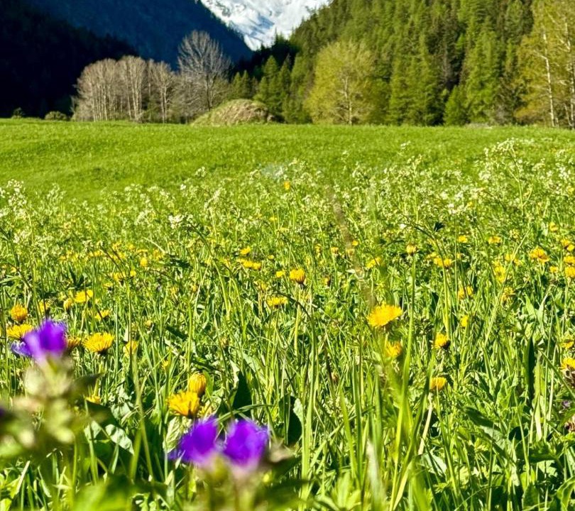 Photo of Others in Cogne