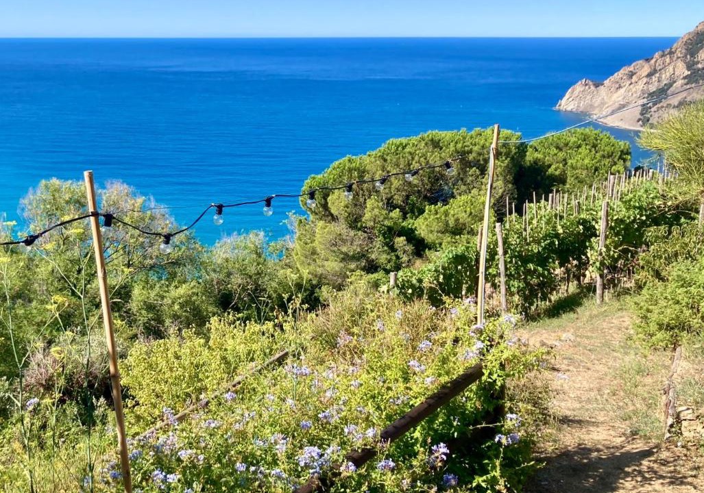 Photo of Others in Monterosso al Mare