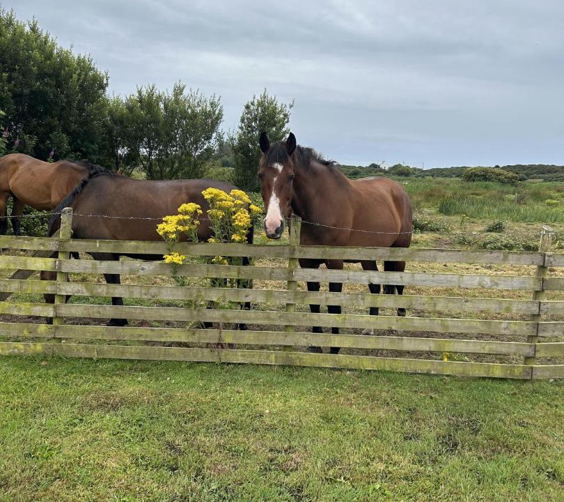 Photo of Others in Caergeiliog