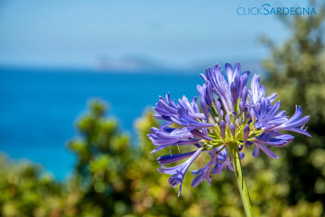 Photo of Others in Alghero