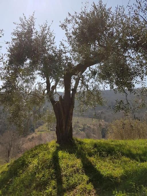 Photo of Others in Greve in Chianti