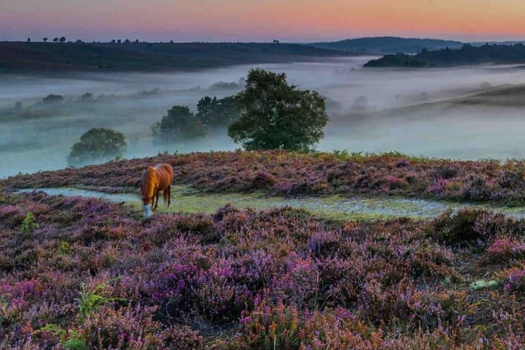 Photo of Outdoor in New Forest District