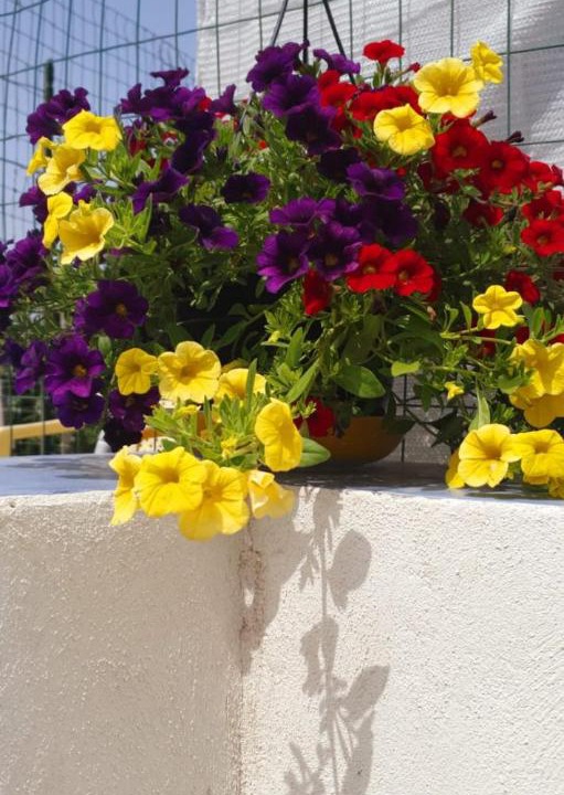 Photo of Others in Procida