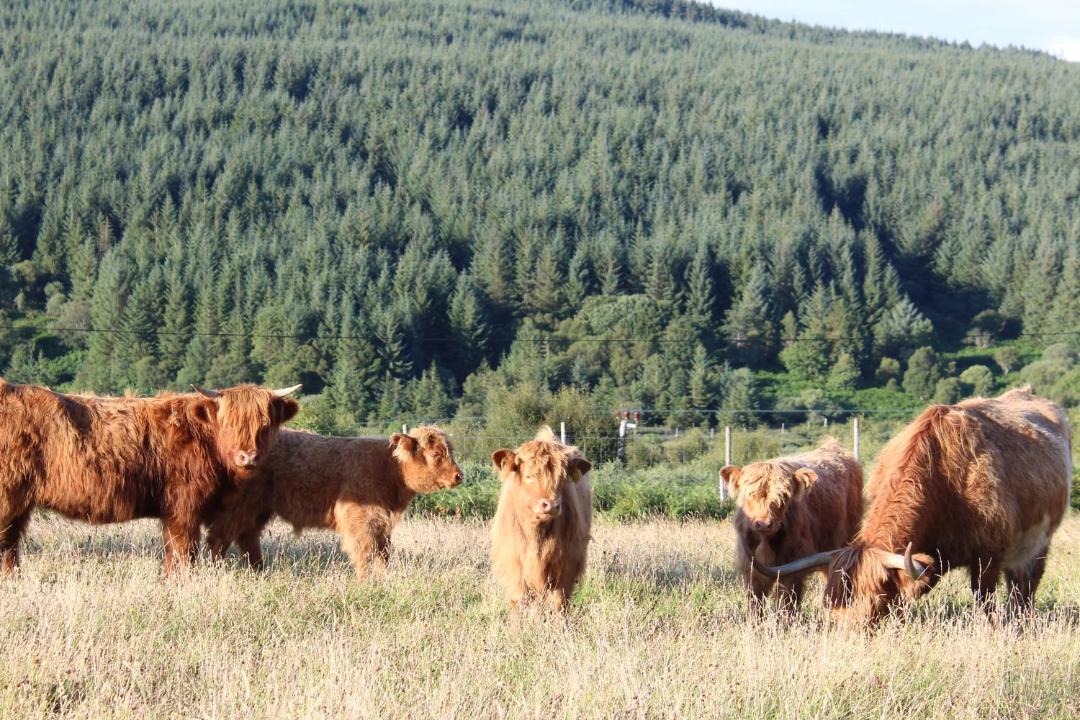 Photo of Others in Gruline