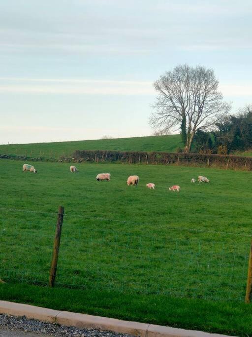 Photo of Others in Magherafelt