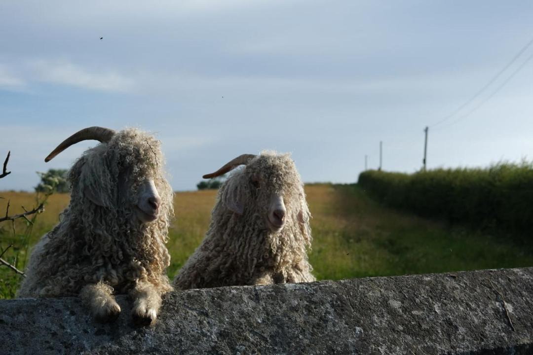 Photo of Others in Downpatrick