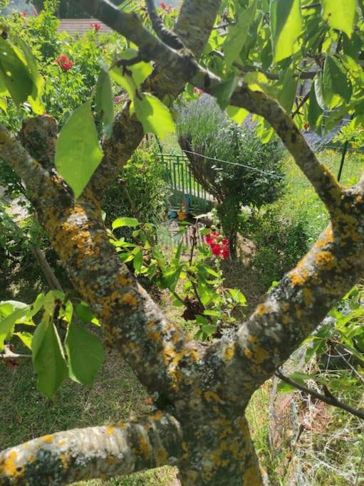 Photo of Outdoor in Rionero Sannitico