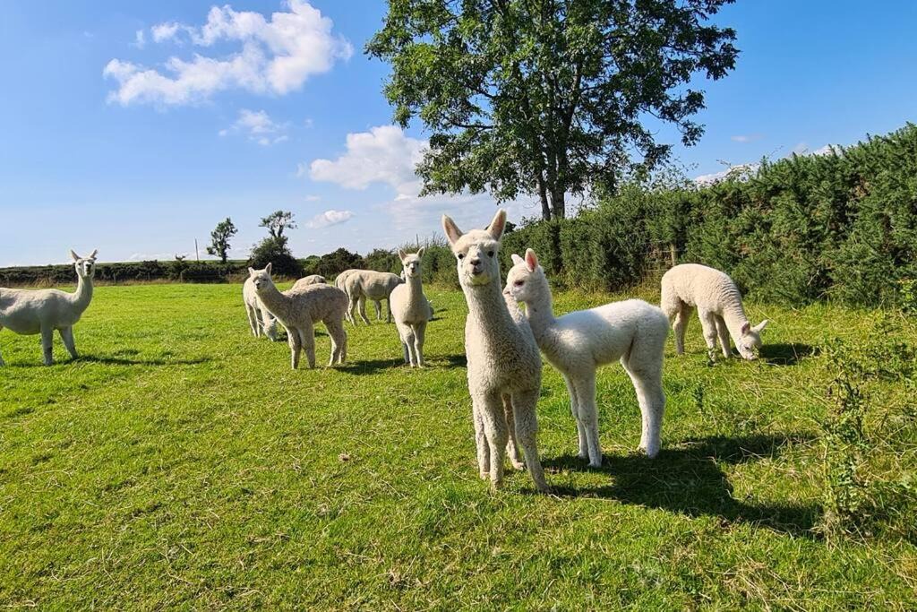 Photo of Others in Dromore