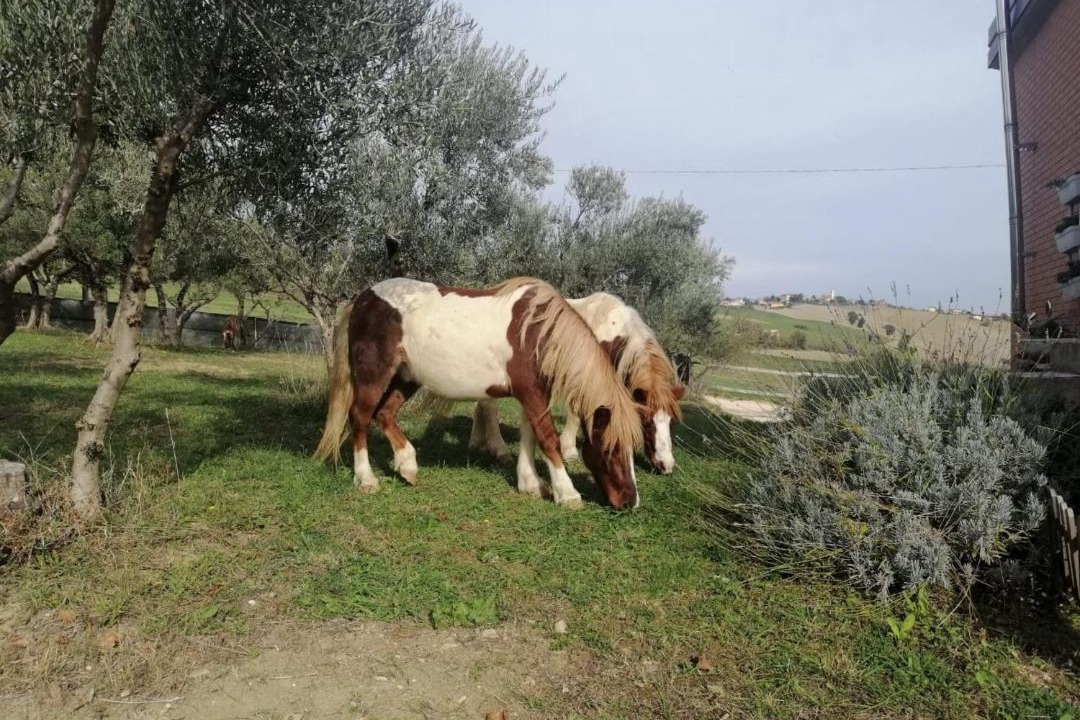 Photo of Outdoor in Tolentino