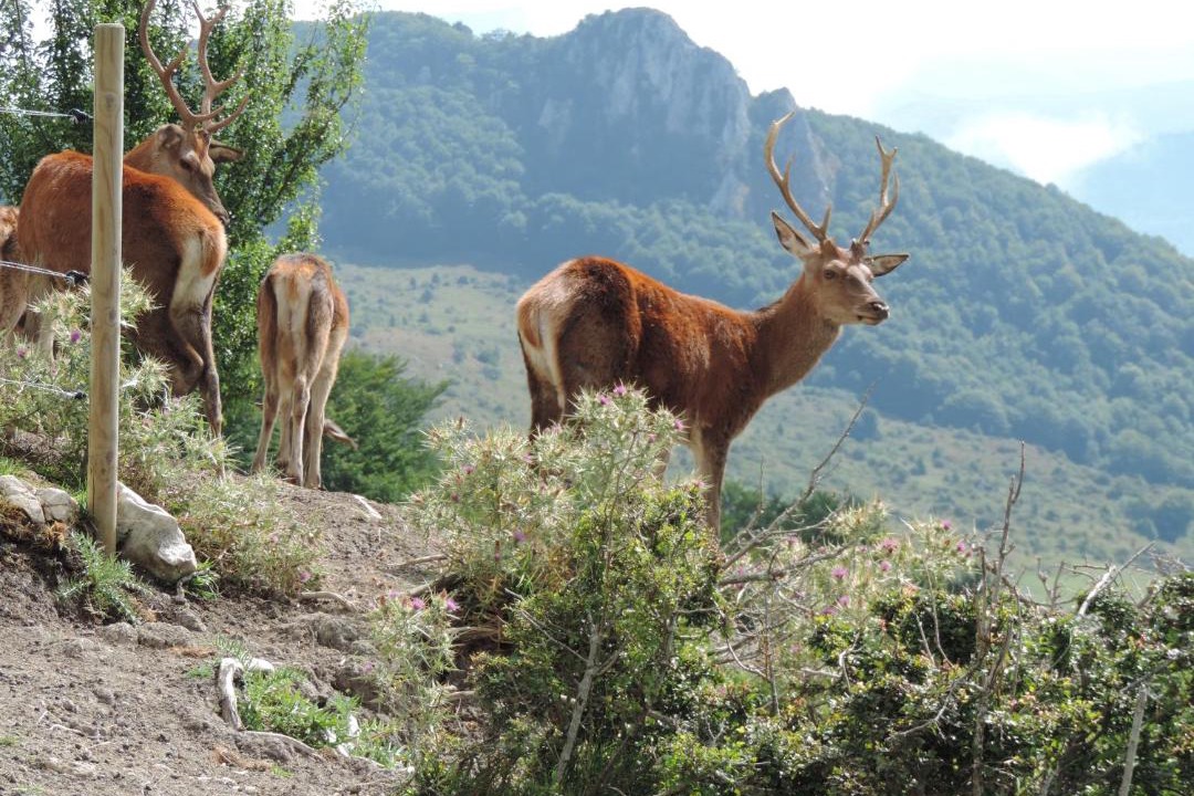 Photo of Others in Roccaraso